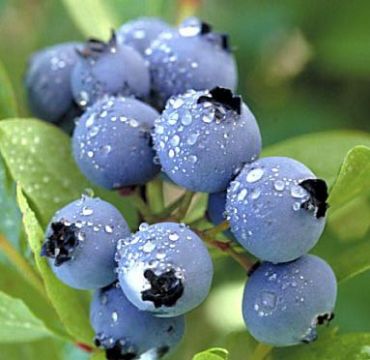 Blueberry Extract